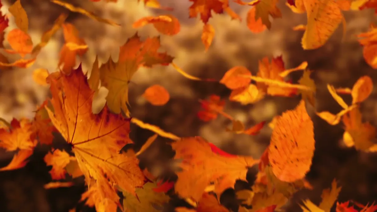 Algeco Herbst Tipps